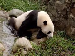 -都江堰中华大熊猫苑