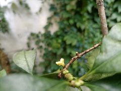 -小雅青年旅舍(平江路店)