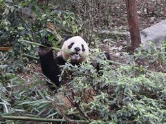 -成都大熊猫繁育研究基地