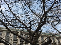 -武汉大学-樱园