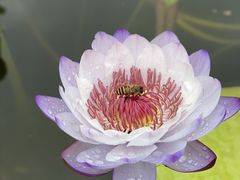 -中国科学院华南植物园