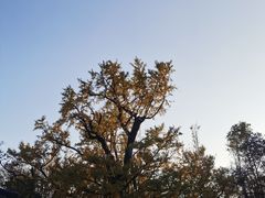 -西湖风景区十里琅珰-五云山