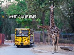 -清迈夜间动物园