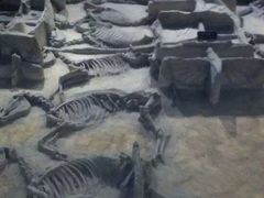 -洛阳周王城天子驾六博物馆