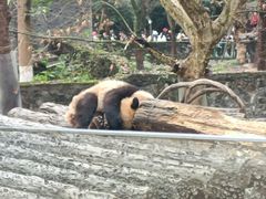 -都江堰中华大熊猫苑