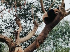 -都江堰中华大熊猫苑