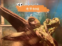 -上海大自然野生昆虫馆(东方明珠·爬宠昆虫探索中心)