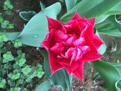 洛阳郁金香牡丹园-洛阳郁金香牡丹园