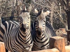 -大连森林动物园