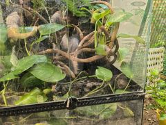 -上海大自然野生昆虫馆(东方明珠·爬宠昆虫探索中心)