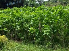 -半岛凯豪大酒店-海鲜自助餐厅