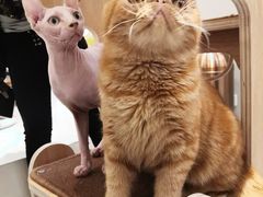 -飞行喵MR PILOT|猫舍·猫咖(静安大融城店)