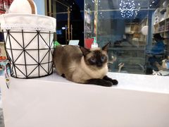 -老吴的猫·猫舍(新区店)