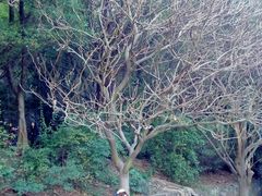 android_upload_pic-南沙天后宫景区