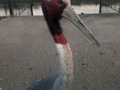 -盐城丹顶鹤湿地生态旅游区