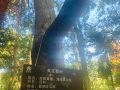 -海南槟榔谷黎苗文化旅游区