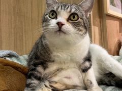 -MOCHA明星猫咖(田子坊店)