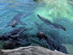 -珠海长隆海洋王国