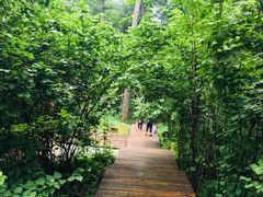 -五营红松林海景区