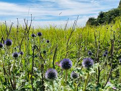 -白草畔自然风景区