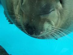 -海合安成都极地海洋公园