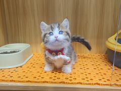 -欣宠猫屋·矮脚拿破仑·蓝金金渐层