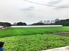 -胜丰草莓采摘园