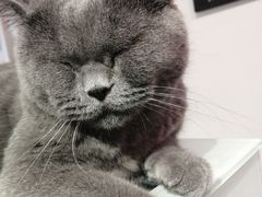 -Heymao猫咖.咖啡厅(东门店)