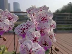 -海心沙亚运公园