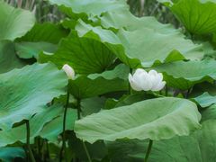 -四川大学(华西校区)