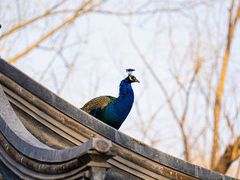 -南海子公园