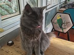 -猫小院猫主题咖啡厅(北锣店)