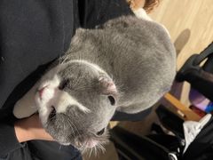 -伟伟宠物医院·瑞派猫友好医院·猫科(光谷店)