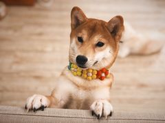 -豆柴町-柴犬主题狗咖(红鼎国际C座店)