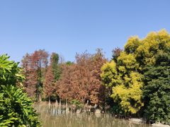 -海珠湖公园