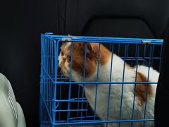 -乐派堂宠物医院·猫友好· 心脏科(东街店)