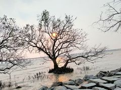 -宝安西湾红树林湿地公园