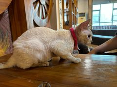 -韵味湘肴·小炒黄牛肉(五一广场美食地标店)