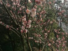 -香雪海