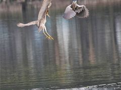 -重庆彩云湖湿地公园