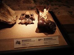 -烟台市博物馆