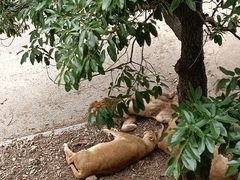 -大连森林动物园