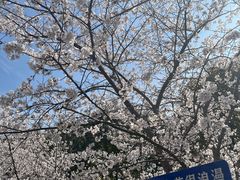 -高东镇樱花园