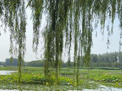 -白洋淀景区