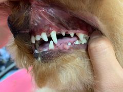 -宠福鑫康馨动物医院·骨科·眼科