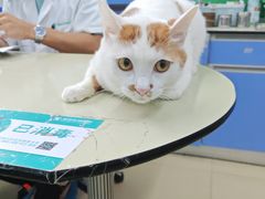 -瑞派动物医院·猫专科·至诚(江南中分院)