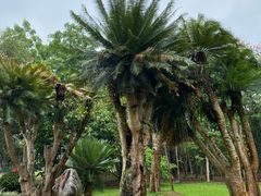 -中国科学院西双版纳热带植物园