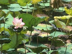 -云溪植物园