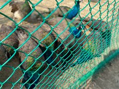 -泗洪洪泽湖湿地景区