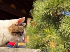 -龙华素斋(龙华路店)